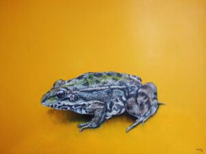 Green Frog