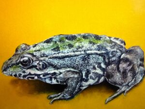Castano Green Frog